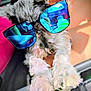 Winston joined the competition — help win amazing prizes! dog, sunglasses, reflection, paws, fluffy, pet, animal, person, hand, car_interior, blue, closeup, cute, summer, accessory, portrait, furry, fun, indoor, casual