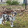 dog, puppy, australian_shepherd, grass, outdoor, fence, leaves, animal, pet, nature, canine, fur, young_dog, alert, standing, garden, background, daylight, cute, mammal