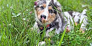 Abby a rejoint le concours — aidez-le/la à gagner de superbes lots ! adorable, animal, closeup, collar, curious, cute, dog, eyes, fur, grass, greenery, meadow, nature, outdoor, pet, playful, puppy, summer, wildflowers, young