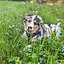 puppy, dog, grass, wildflowers, outdoor, nature, greenery, curious, animal, pet, fur, eyes, meadow, summer, closeup, young, collar, cute, playful, adorable