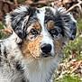 dog, puppy, australian_shepherd, blue_eyes, fur, outdoor, grass, leaves, nature, canine, pet, animal, cute, fluffy, portrait, young, curious, ears, snout, muzzle