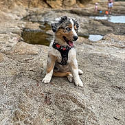 Abby a rejoint le concours — aidez-le/la à gagner de superbes lots ! animal, beach, blurry_background, dog, fur, happy, harness, nature, outdoor, pet, play, puppy, rock, rocks, sitting, summer, tide_pool, tongue_out, water, young_dog