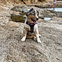 puppy, dog, rock, outdoor, nature, water, tide_pool, harness, tongue_out, happy, animal, pet, blurry_background, rocks, play, summer, beach, young_dog, sitting, fur