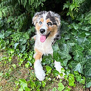 Abby a rejoint le concours — aidez-le/la à gagner de superbes lots ! puppy, dog, ivy, greenery, grass, tongue_out, heterochromia, blue_eye, brown_eye, outdoor, nature, leafy, cute, pet, animal, young_dog, playful, relaxed, fur, tongue