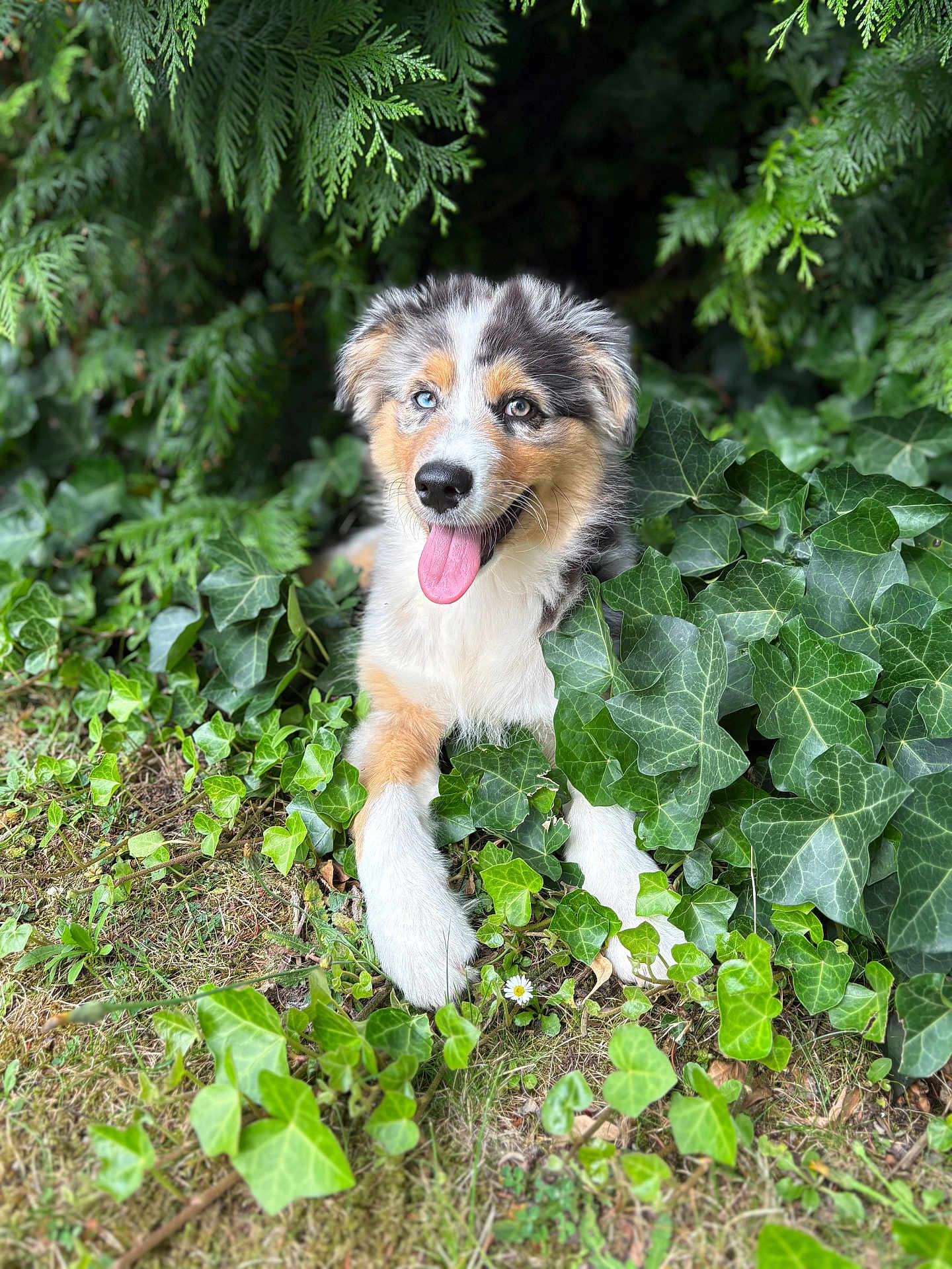 Abby a rejoint le concours — aidez-le/la à gagner de superbes lots ! puppy, dog, ivy, greenery, grass, tongue_out, heterochromia, blue_eye, brown_eye, outdoor, nature, leafy, cute, pet, animal, young_dog, playful, relaxed, fur, tongue