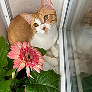 Renard participe au concours pour gagner de l'argent avec cette photo : animal, cat, closeup, cozy, curious, feline, flower, ginger_cat, green_leaves, indoor, nature, peaceful, pet, pink_flower, plant, reflection, sitting, soft_light, white_cat, window