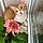 Renard