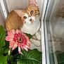 animal, cat, closeup, cozy, curious, feline, flower, ginger_cat, green_leaves, indoor, nature, peaceful, pet, pink_flower, plant, reflection, sitting, soft_light, white_cat, window