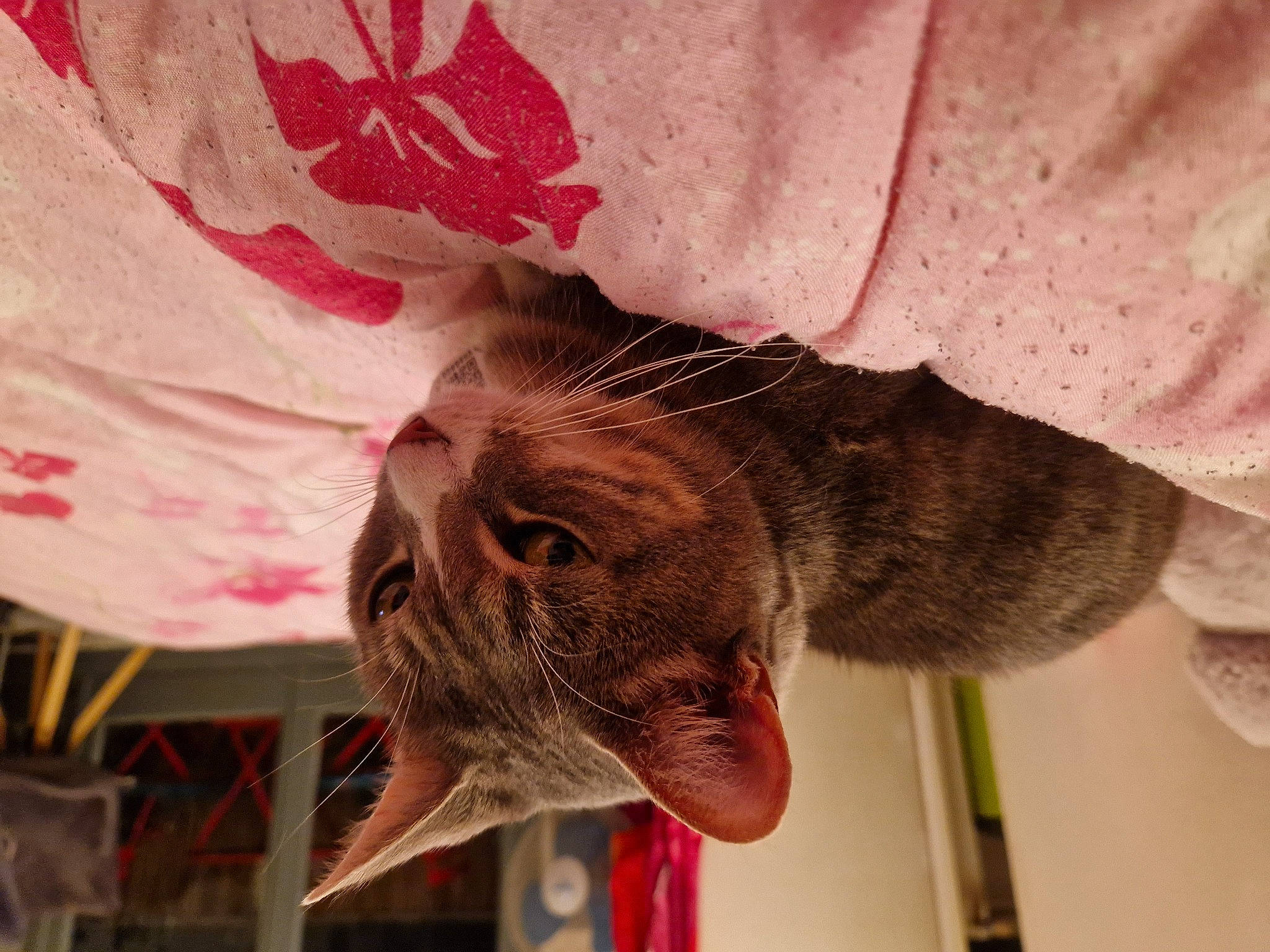 Dior participe au concours pour gagner de l'argent avec cette photo : carnivore, cat, claw, domestic_short_haired_cat, ear, fawn, felidae, flower, flowering_plant, fur, liver, paw, petal, plant, service, small_to_medium_sized_cats, snout, sporting_group, whiskers, wildlife