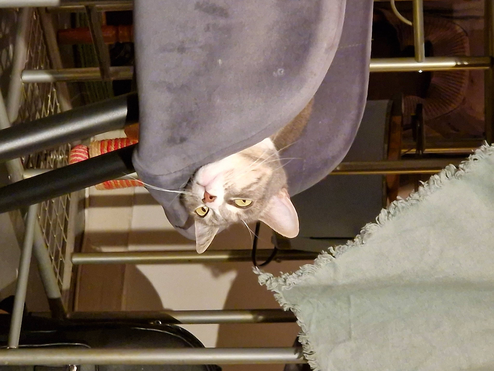 Dior a rejoint le concours — aidez-le/la à gagner de superbes lots ! aluminium, composite_material, engineering, fashion_design, fur, hat, metal, natural_material, safety_glove, sleeve, steel, wing