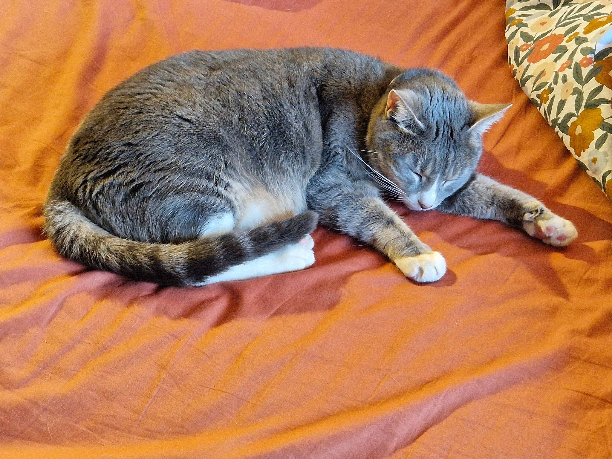 Dior participe au concours pour gagner de l'argent avec cette photo : carnivore, cat, claw, comfort, domestic_short_haired_cat, fawn, felidae, flooring, fur, grey, hardwood, nap, paw, small_to_medium_sized_cats, snout, tail, terrestrial_animal, tree, whiskers, wood