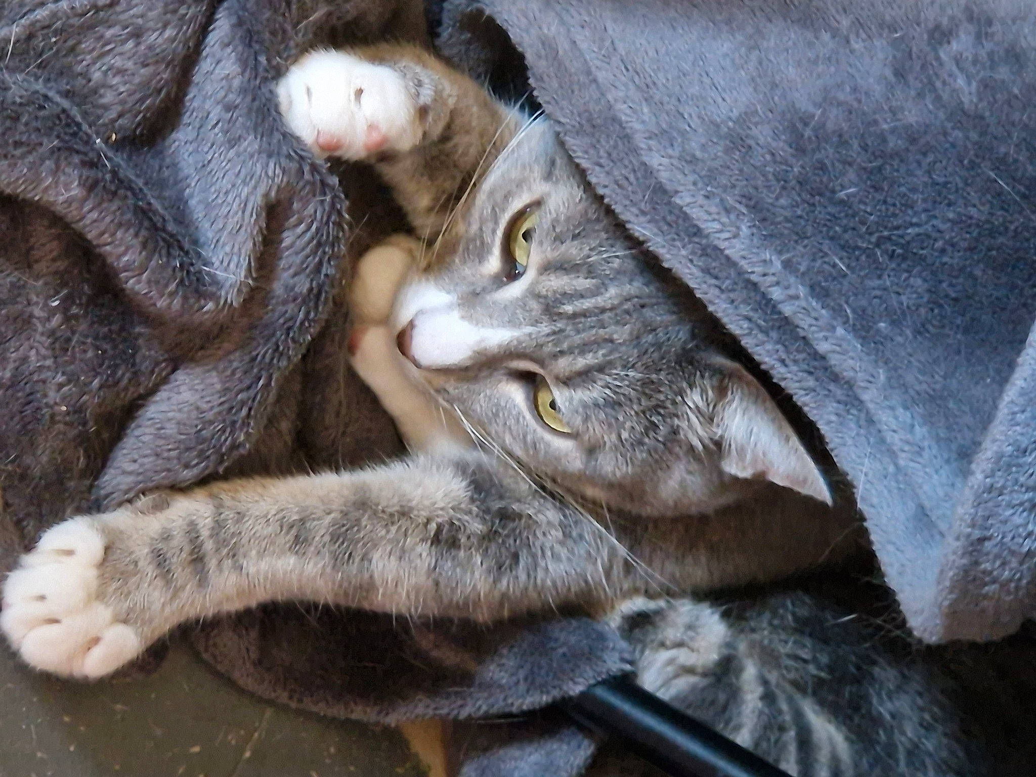 Dior participe au concours pour gagner de l'argent avec cette photo : carnivore, cat, claw, comfort, domestic_short_haired_cat, felidae, fur, grey, paw, small_to_medium_sized_cats, tail, terrestrial_animal, whiskers, wildlife