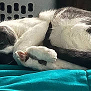 Athena is registered to the contest to win money with this photo: animal, bed, blanket, blue, cat, cozy, curled_up, cute, domestic, feline, fur, home, indoor, paw, pet, quiet, relaxed, resting, sleeping, soft