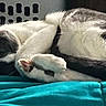animal, bed, blanket, blue, cat, cozy, curled_up, cute, domestic, feline, fur, home, indoor, paw, pet, quiet, relaxed, resting, sleeping, soft