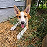 dog, puppy, animal, pet, brown_and_white, large_ears, tongue_out, lying_down, grass, outdoors, backyard, shed, wood, straw, plants, greenery, portrait, close_up, happy, playful
