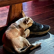 Marley is registered to the contest to win money with this photo: dog, sleeping, resting, curled_up, pet, puppy, short_hair, indoors, wooden_floor, wooden_table, sneaker, shoe, pillow, cozy, relaxed, animal, companion, warm_lighting, candid, home