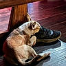 dog, sleeping, resting, curled_up, pet, puppy, short_hair, indoors, wooden_floor, wooden_table, sneaker, shoe, pillow, cozy, relaxed, animal, companion, warm_lighting, candid, home