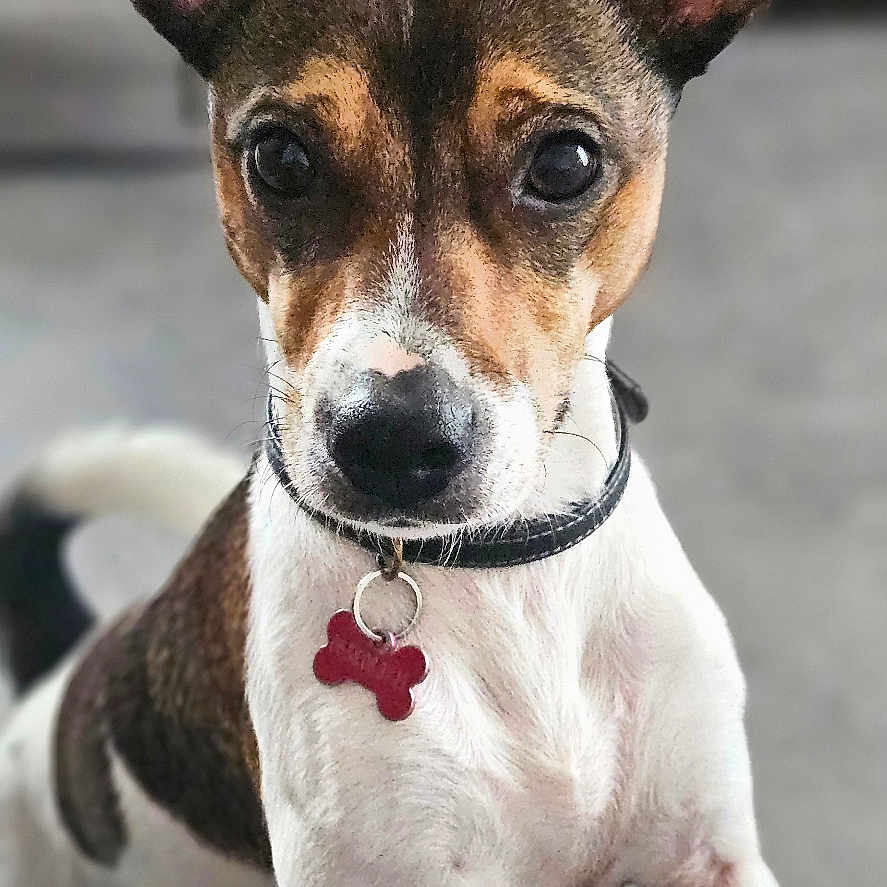Ucky participe au concours pour gagner de l'argent avec cette photo : dog, pet, animal, collar, tag, ears, brown, white, black, fur, alert, curious, indoor, portrait, close_up, canine, looking, standing, front_legs, background_blur