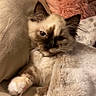 animal, background_cat, beige, cat, couch, cozy, cute, domestic, feline, fluffy, fur, indoor, kitten, pet, pink_pillow, relaxed, resting, sleepy, soft_texture, whiskers