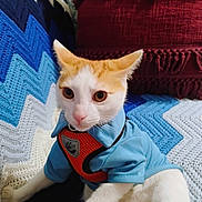 Murphy is registered to the contest to win money with this photo: cat, pet, animal, orange_and_white_cat, blue_shirt, harness, crocheted_blanket, zigzag_pattern, blue, white, black, maroon_cushion, fringed_cushion, indoor, closeup, cute, feline, domestic_animal, resting, cozy