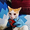cat, pet, animal, orange_and_white_cat, blue_shirt, harness, crocheted_blanket, zigzag_pattern, blue, white, black, maroon_cushion, fringed_cushion, indoor, closeup, cute, feline, domestic_animal, resting, cozy