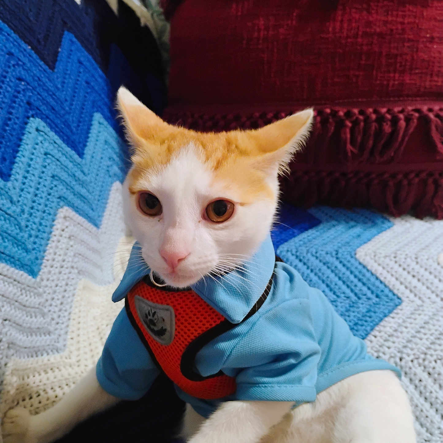 Murphy is registered to the contest to win money with this photo: cat, pet, animal, orange_and_white_cat, blue_shirt, harness, crocheted_blanket, zigzag_pattern, blue, white, black, maroon_cushion, fringed_cushion, indoor, closeup, cute, feline, domestic_animal, resting, cozy