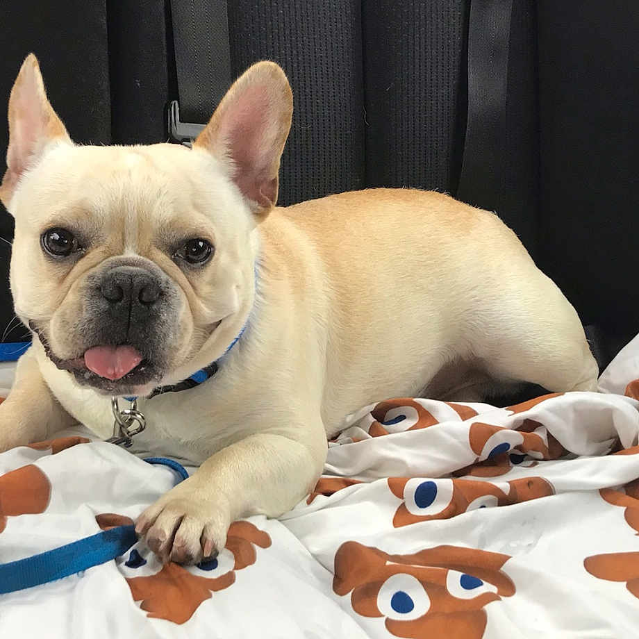 Cash joined the competition — help win amazing prizes! animal, blanket, car_seat, closeup, collar, companion, cute, dog, ears_up, french_bulldog, indoor, leash, light_fur, patterned_blanket, paw, pet, playful, portrait, resting, tongue_out