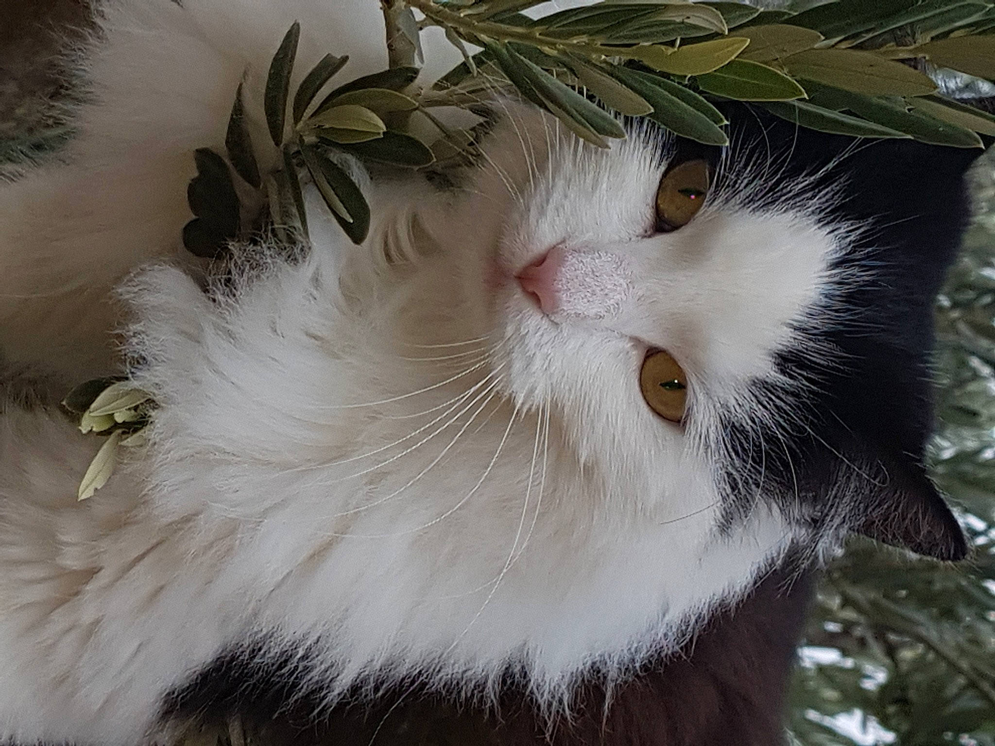 Caline a rejoint le concours — aidez-le/la à gagner de superbes lots ! carnivore, cat, close_up, felidae, flowering_plant, fur, head, natural_material, plant, small_to_medium_sized_cats, terrestrial_animal, tree, twig, whiskers