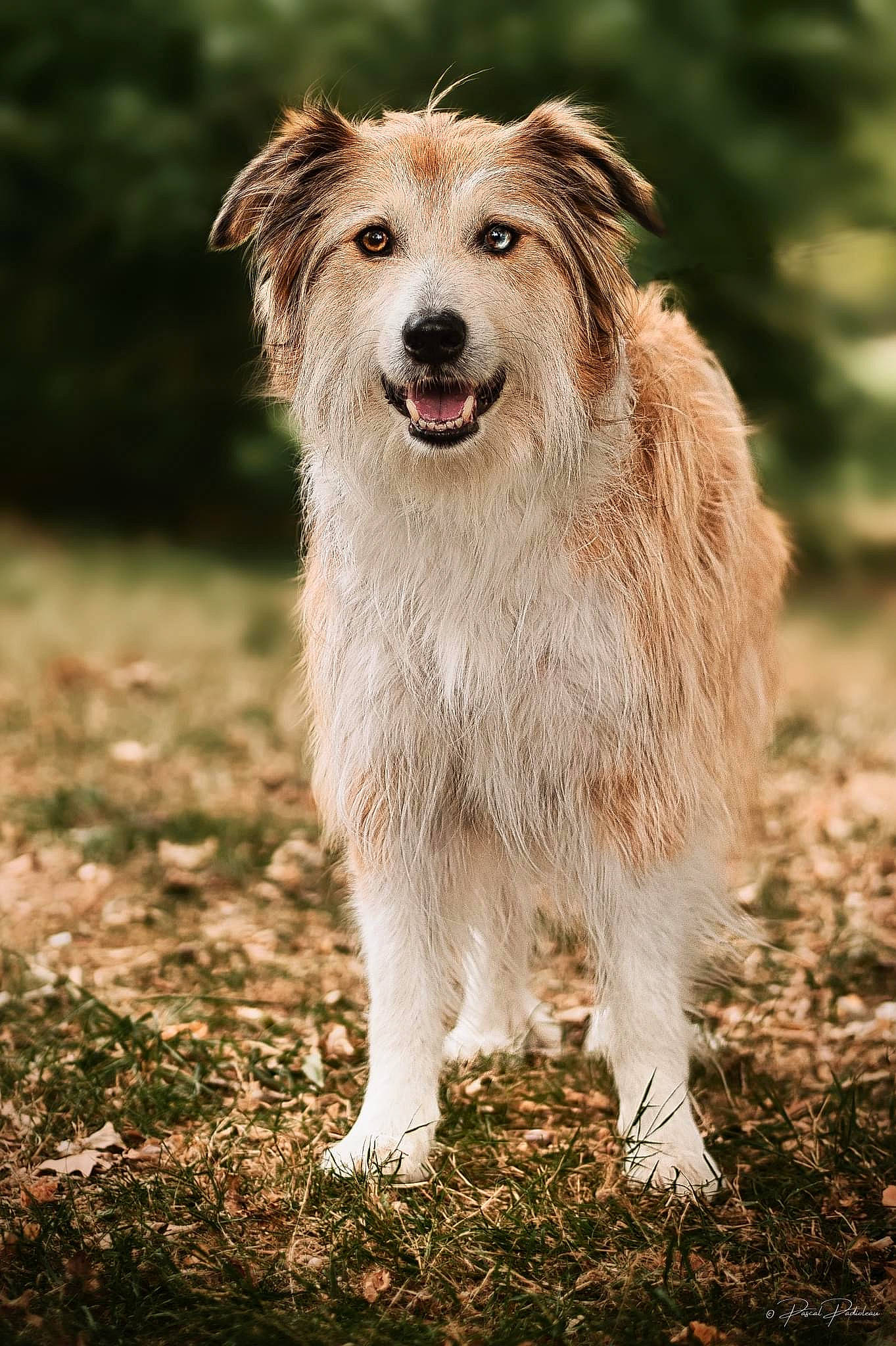 Malo participe au concours pour gagner de l'argent avec cette photo : ancient_dog_breeds, canidae, carnivore, companion_dog, dog, dog_breed, fang, fawn, fur, grass, plant, sporting_group, terrestrial_animal, tree, whiskers, working_animal, working_dog