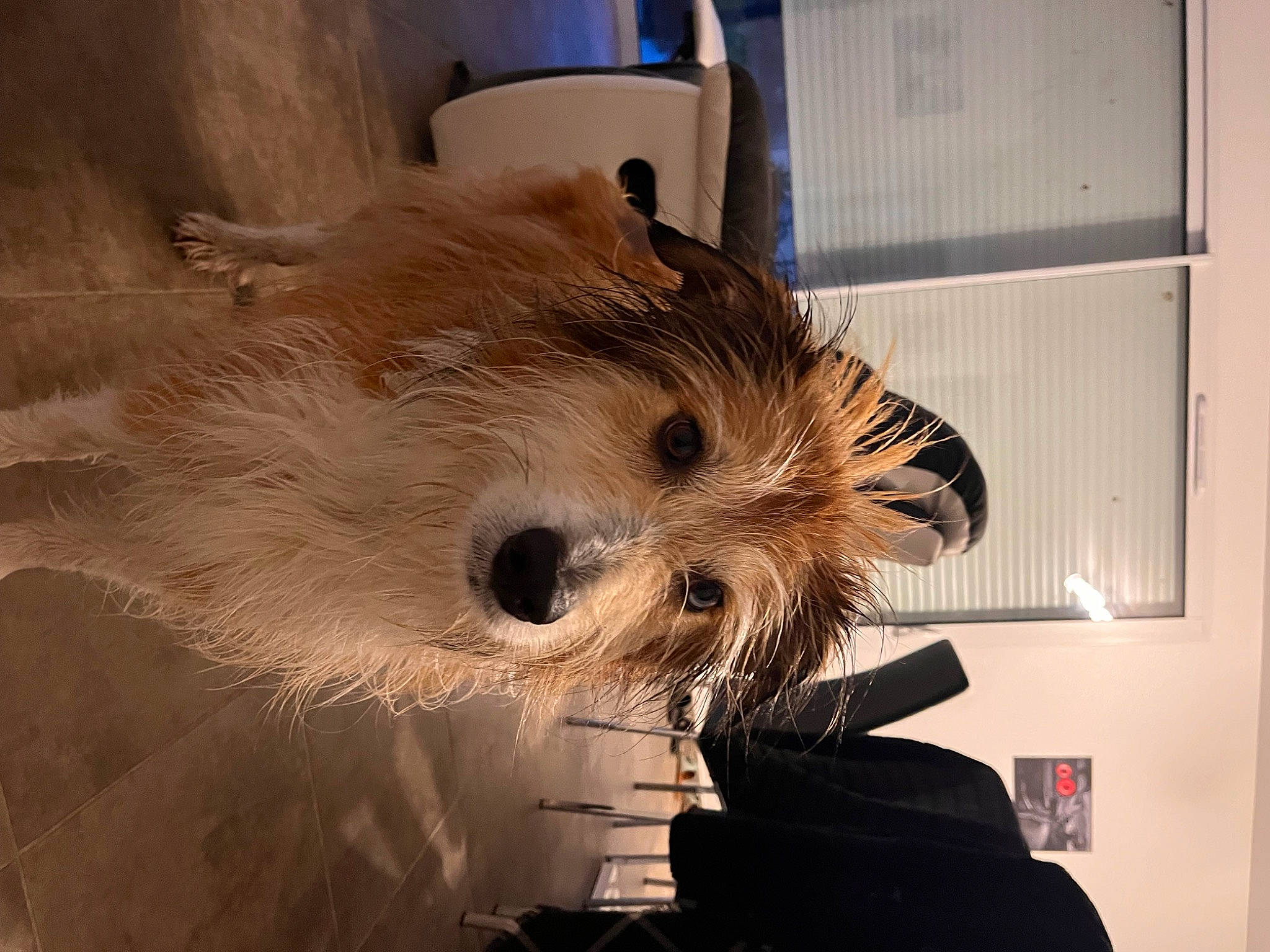 Malo a rejoint le concours — aidez-le/la à gagner de superbes lots ! art, canidae, carnivore, companion_dog, dog_breed, eye, eyelash, fashion_accessory, fawn, feather, felidae, fur, room, small_terrier, snout, sporting_group, toy, visual_arts, whiskers, wood