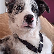 Aïko a rejoint le concours — aidez-le/la à gagner de superbes lots ! dog, pet, close_up, indoor, couch, fur, black_harness, nose, ears, brown_eyes, spotted_nose, relaxed, comfortable, animal, mammal, portrait, domestic_animal, white_fur, black_and_white, cozy