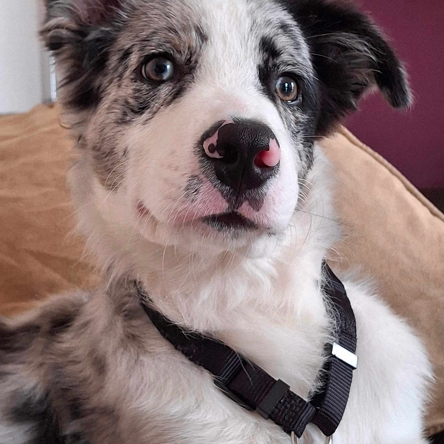 Aïko a rejoint le concours — aidez-le/la à gagner de superbes lots ! animal, black_and_white, black_harness, brown_eyes, close_up, comfortable, couch, cozy, dog, domestic_animal, ears, fur, indoor, mammal, nose, pet, portrait, relaxed, spotted_nose, white_fur