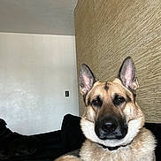 Bear is registered to the contest to win money with this photo: dog, german_shepherd, pet, animal, indoor, couch, black_dog, fur, ears, collar, canine, resting, wall, texture, living_room, companion, portrait, domestic_animal, relaxed, side_view