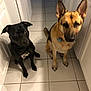 animal, black_and_tan, black_dog, brown_dog, canine, collar, companion, dog, domestic, ears_up, floor, german_shepherd, indoor, kitchen, looking_up, pet, sitting, tile_floor, two_dogs, waiting