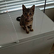 Tiger joined the competition — help win amazing prizes! kitten, cat, tabby, pet, indoor, white_surface, freezer, blinds, window, light, shadow, floor, curious, small, feline, mouth_open, ears_up, sitting, striped, animal