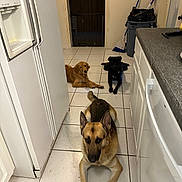 Thor is registered to the contest to win money with this photo: animal, appliance, bathing, bathtub, canine, device, dog, electricaldevice, electronics, germanshepherd, hound, indoors, interiordesign, pen, person, pet, refrigerator, remotecontrol, sword, tub