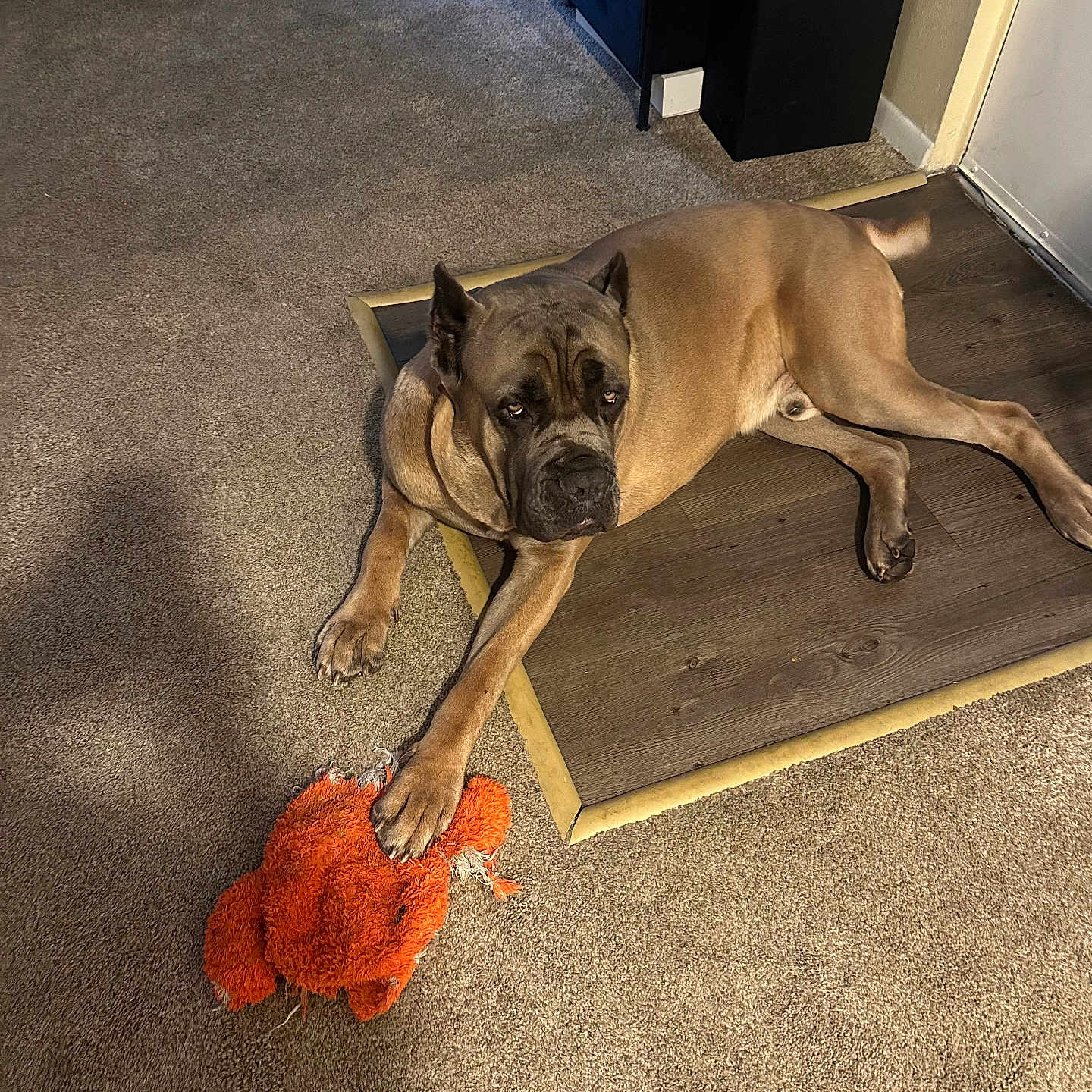 Cane is registered to the contest to win money with this photo: dog, indoor, carpet, wood_floor, toy, orange_toy, shoe, sneakers, furniture, pet, animal, resting, large_dog, brown_dog, paw, living_room, home, relaxed, floor_mat, domestic