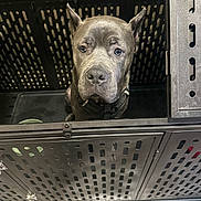 Zeus is registered to the contest to win money with this photo: animal, cage, canine, collar, confined, crate, dog, ears, floor, furniture, gray_dog, indoor, kennel, looking_up, metal, pattern, pet, puppy, veterinary, waiting