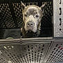 animal, cage, canine, collar, confined, crate, dog, ears, floor, furniture, gray_dog, indoor, kennel, looking_up, metal, pattern, pet, puppy, veterinary, waiting