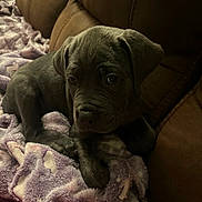 Zeus is registered to the contest to win money with this photo: puppy, dog, blanket, brown_couch, indoor, pet, fur, young_dog, resting, cozy, soft_texture, cute, animal, companion, relaxed, canine, snuggled, home, comfort, domestic