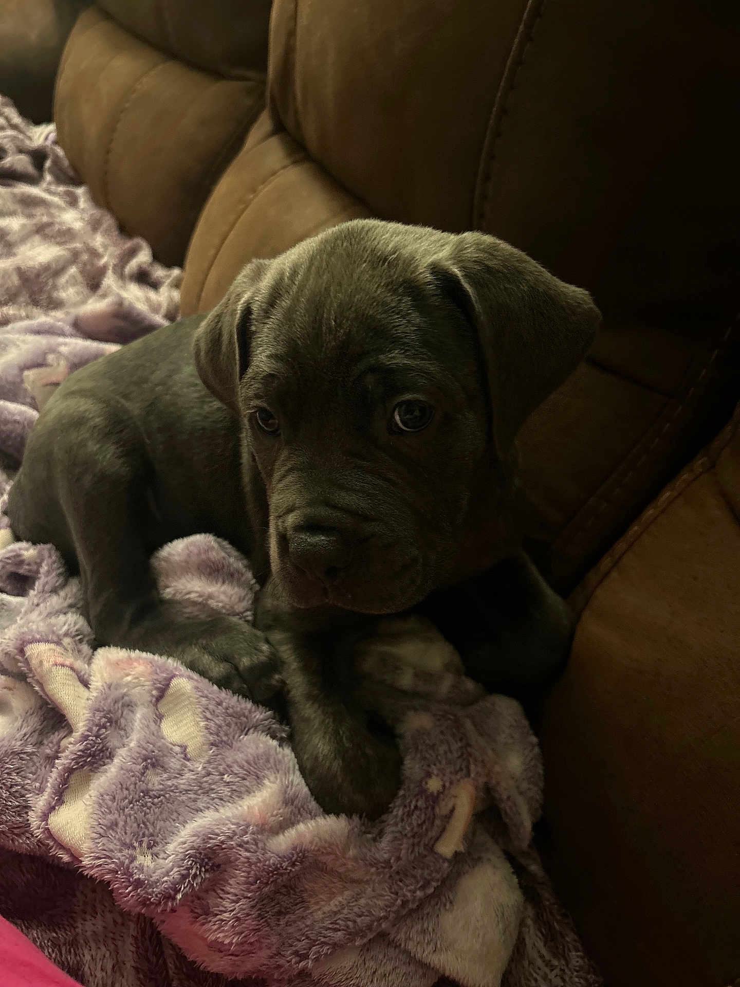 Zeus