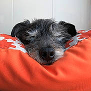 Virus a rejoint le concours — aidez-le/la à gagner de superbes lots ! dog, sleeping, cushion, orange, close_up, cozy, resting, fur, pet, indoors, relaxation, head, snout, comfort, animal, domestic, soft, cute, peaceful, nap