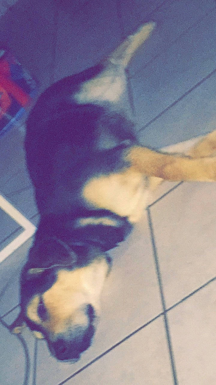 Tania participe au concours pour gagner de l'argent avec cette photo : canidae, carnivore, dog, dog_breed, fawn, sporting_group, tail