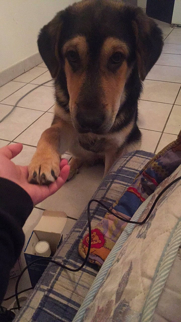 Tania participe au concours pour gagner de l'argent avec cette photo : canidae, carnivore, companion_dog, dog, dog_breed, fawn, german_shepherd_dog, nose, puppy, snout, sporting_group