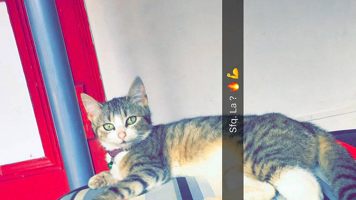 Kitty a rejoint le concours — aidez-le/la à gagner de superbes lots ! aegean_cat, american_shorthair, american_wirehair, asian, california_spangled, carnivore, cat, domestic_short_haired_cat, dragon_li, european_shorthair, felidae, kitten, mammal, small_to_medium_sized_cats, tabby_cat, tail, whiskers