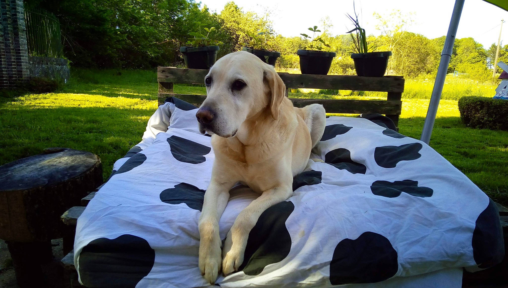 Bonbon a rejoint le concours — aidez-le/la à gagner de superbes lots ! canidae, carnivore, companion_dog, dog, dog_breed, fawn, labrador_retriever, mammal, pointer, retriever, sporting_group, vertebrate