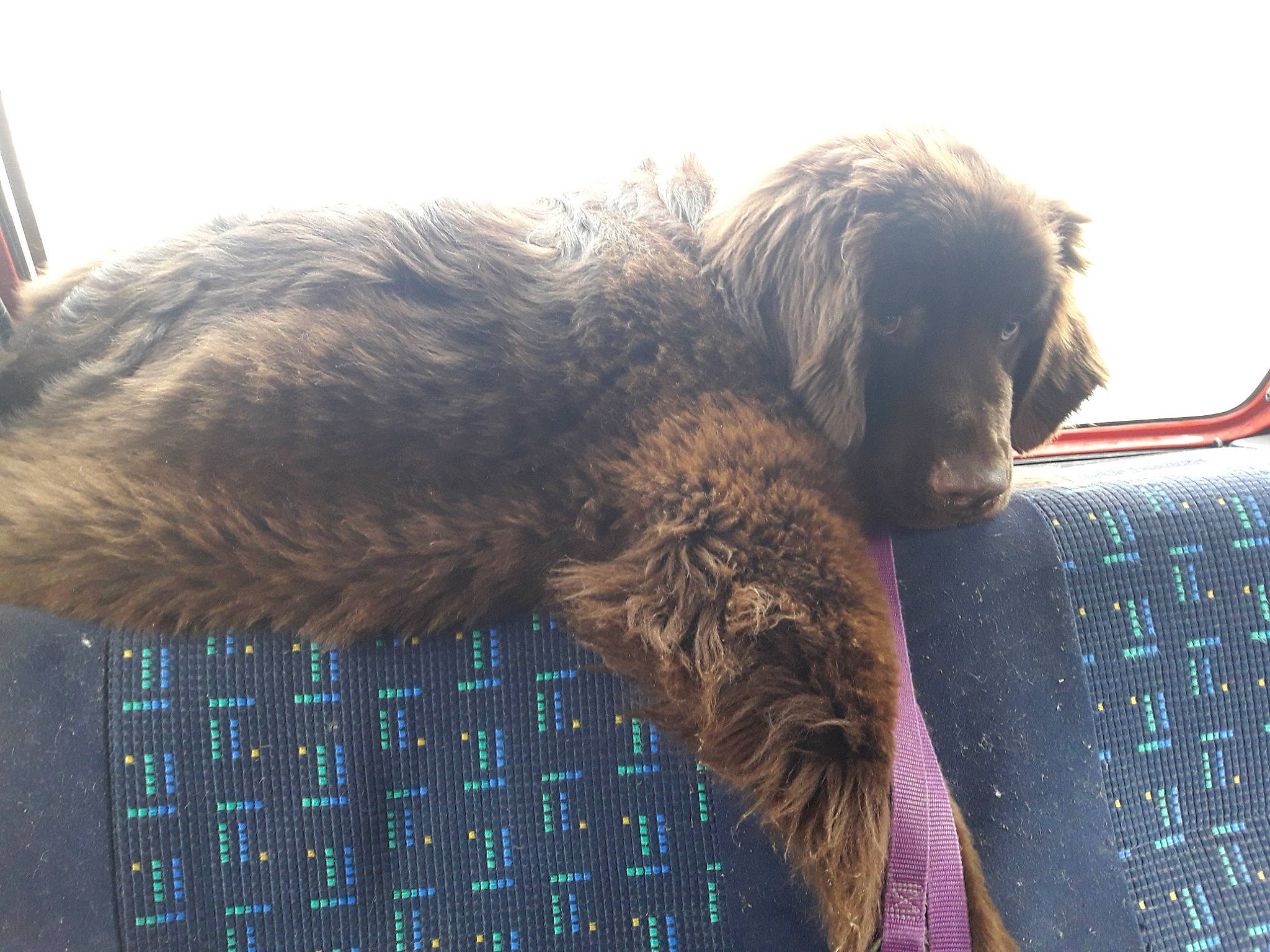 Nuage a rejoint le concours — aidez-le/la à gagner de superbes lots ! canidae, carnivore, dog, dog_breed, sporting_group