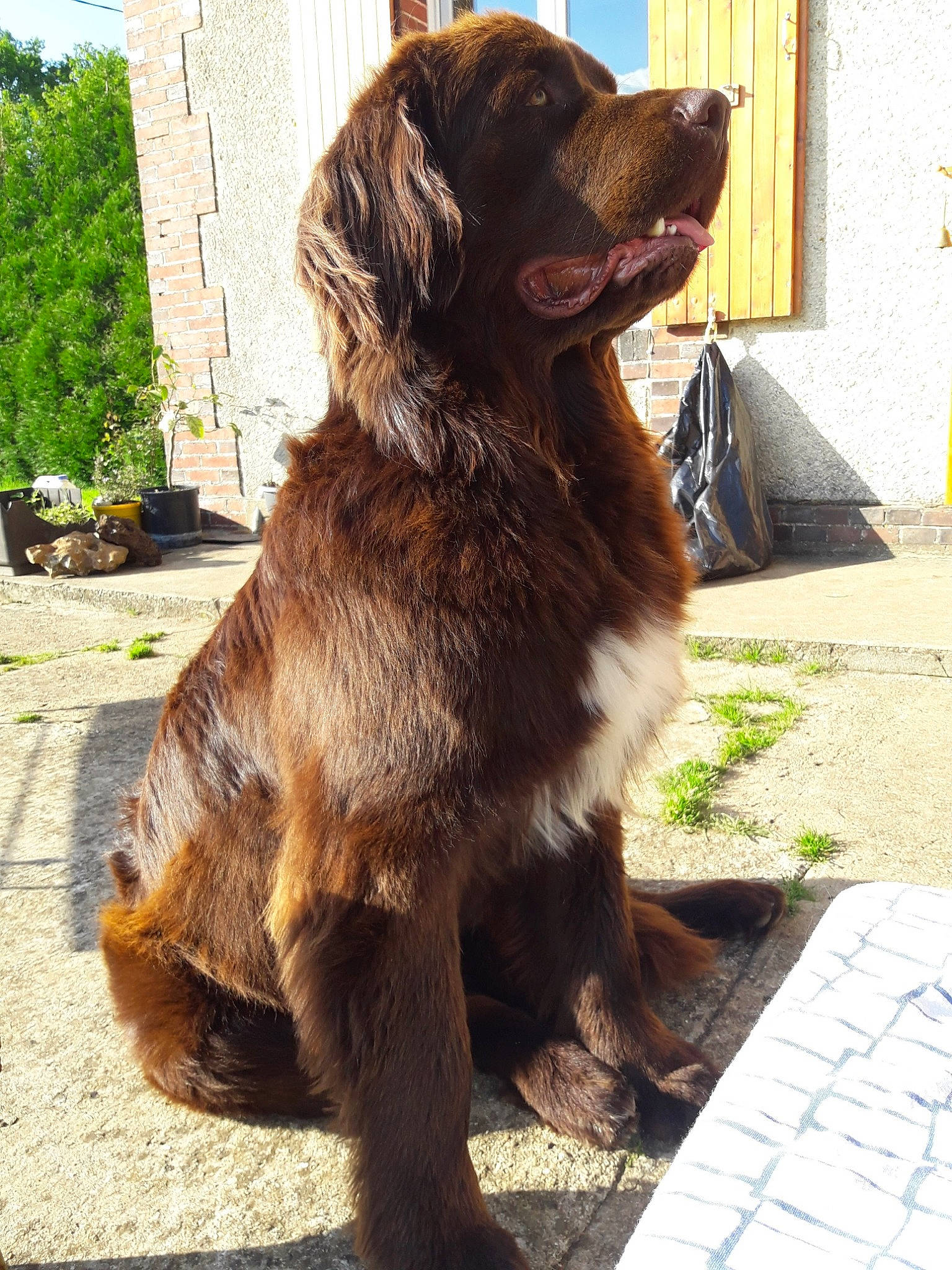 Nuage a rejoint le concours — aidez-le/la à gagner de superbes lots ! ancient_dog_breeds, canidae, carnivore, companion_dog, dog, dog_breed, german_longhaired_pointer, giant_dog_breed, leonberger, liver, mammal, newfoundland, retriever, sporting_group, vertebrate