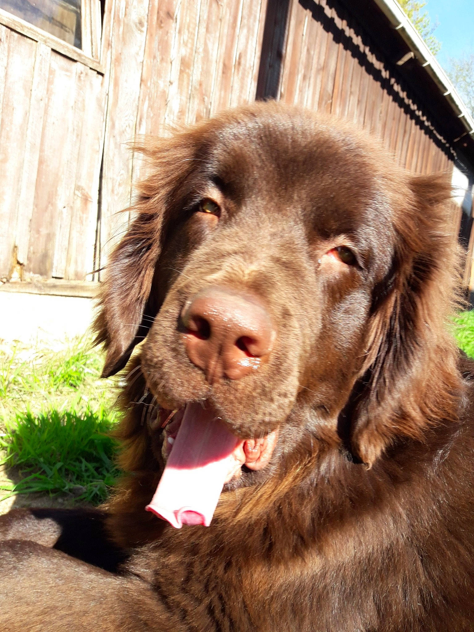 Nuage participe au concours pour gagner de l'argent avec cette photo : boykin_spaniel, canidae, carnivore, dog, dog_breed, field_spaniel, flat_coated_retriever, german_longhaired_pointer, german_spaniel, gun_dog, hunting_dog, liver, mammal, picardy_spaniel, retriever, snout, spaniel, sporting_group, sussex_spaniel, vertebrate