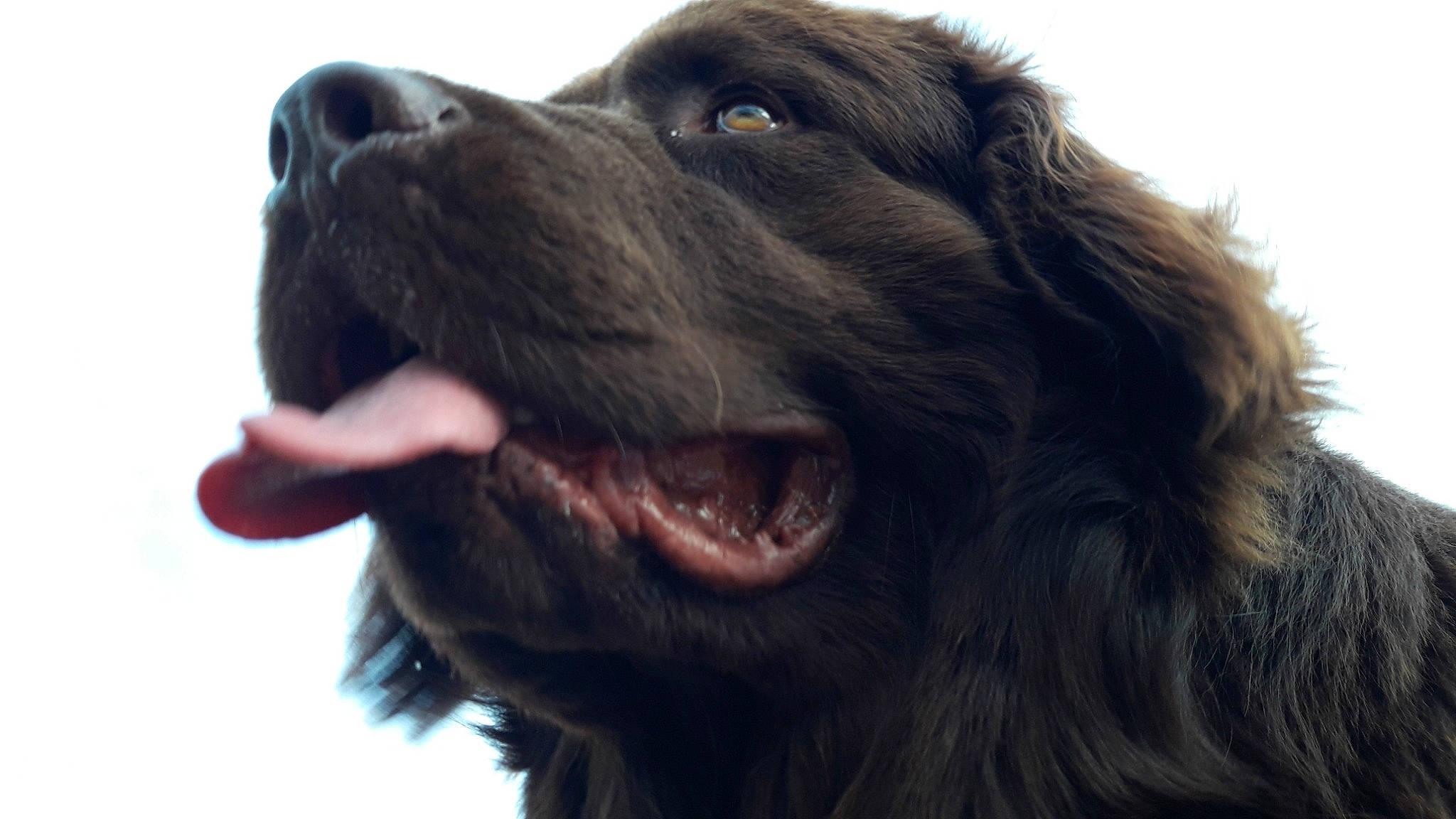 Nuage participe au concours pour gagner de l'argent avec cette photo : blue_picardy_spaniel, boykin_spaniel, canidae, carnivore, companion_dog, dog, dog_breed, field_spaniel, flat_coated_retriever, giant_dog_breed, hovawart, mammal, newfoundland, rare_breed_dog, retriever, snout, spaniel, sporting_group, sussex_spaniel, vertebrate